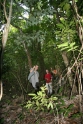 Penanjung nature reserve. Playing Tarzan on the vines, Java Pangandaran Indonesia 2